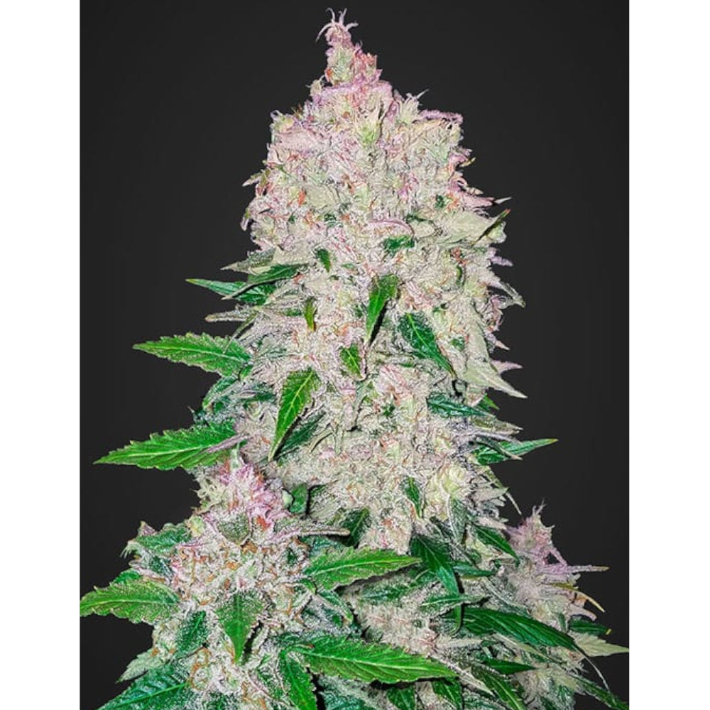 Stardawg Auto