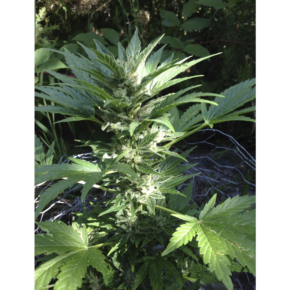 Auto Haze