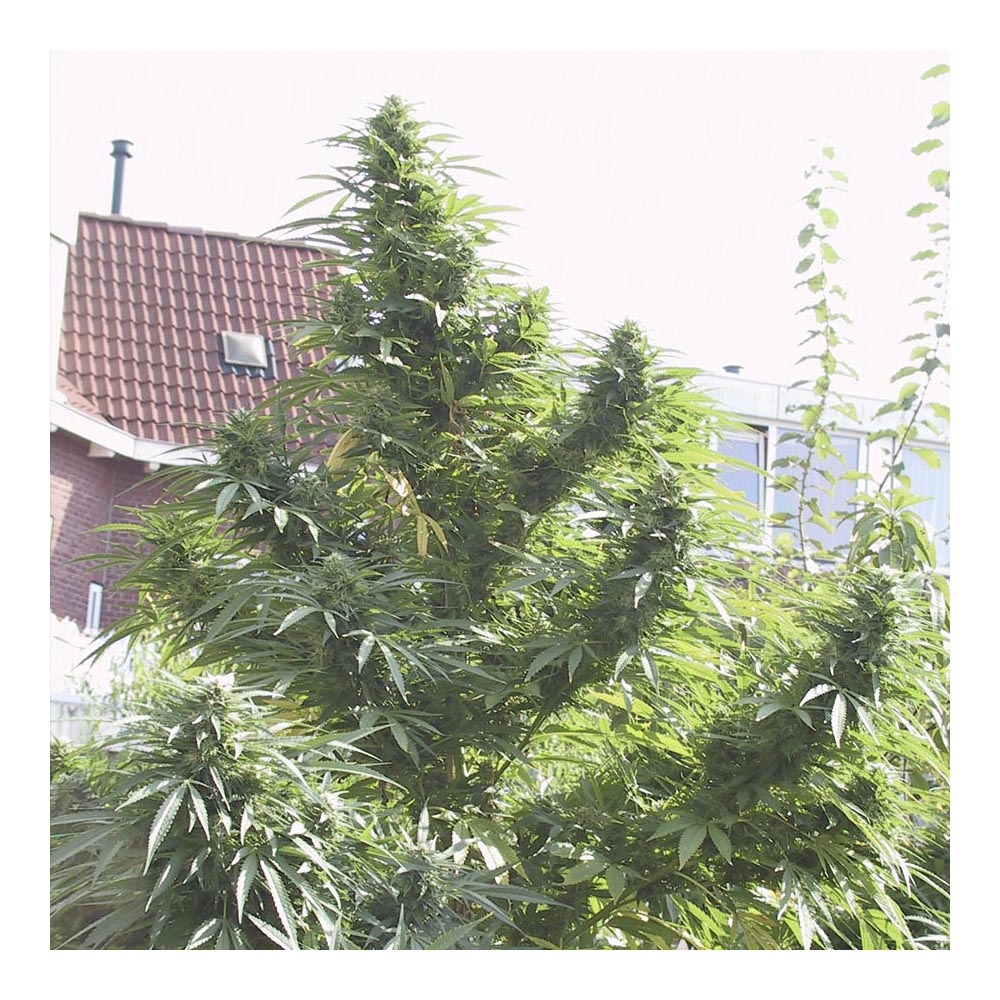 Easy Sativa