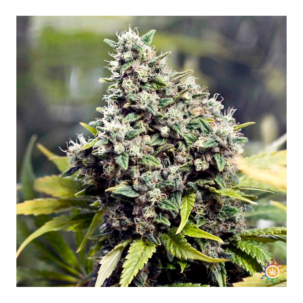 Grapefruit