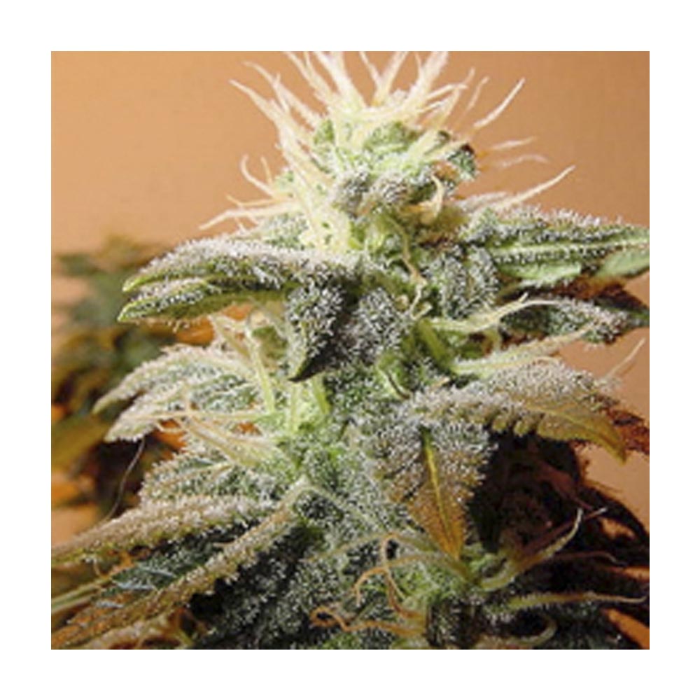 Indoor Mix