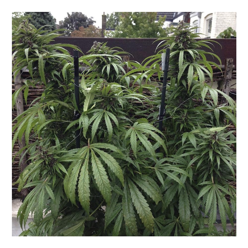 Outdoor mix