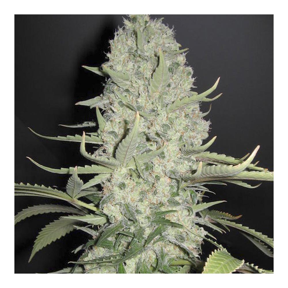 White Widow x Big Bud