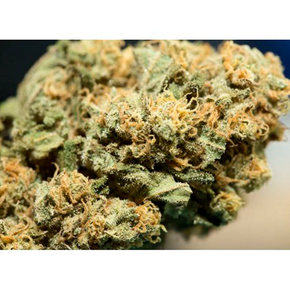 África Tropical