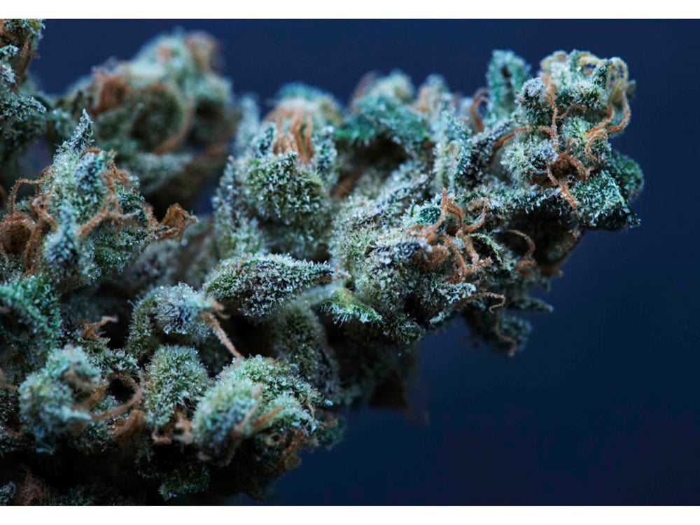 Auto Amnesia Fields