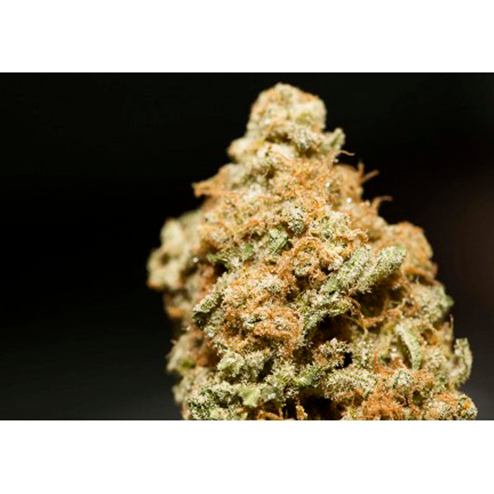 Auto Sweet Clementine