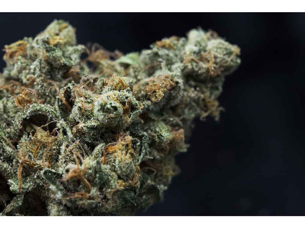 Criticona 43