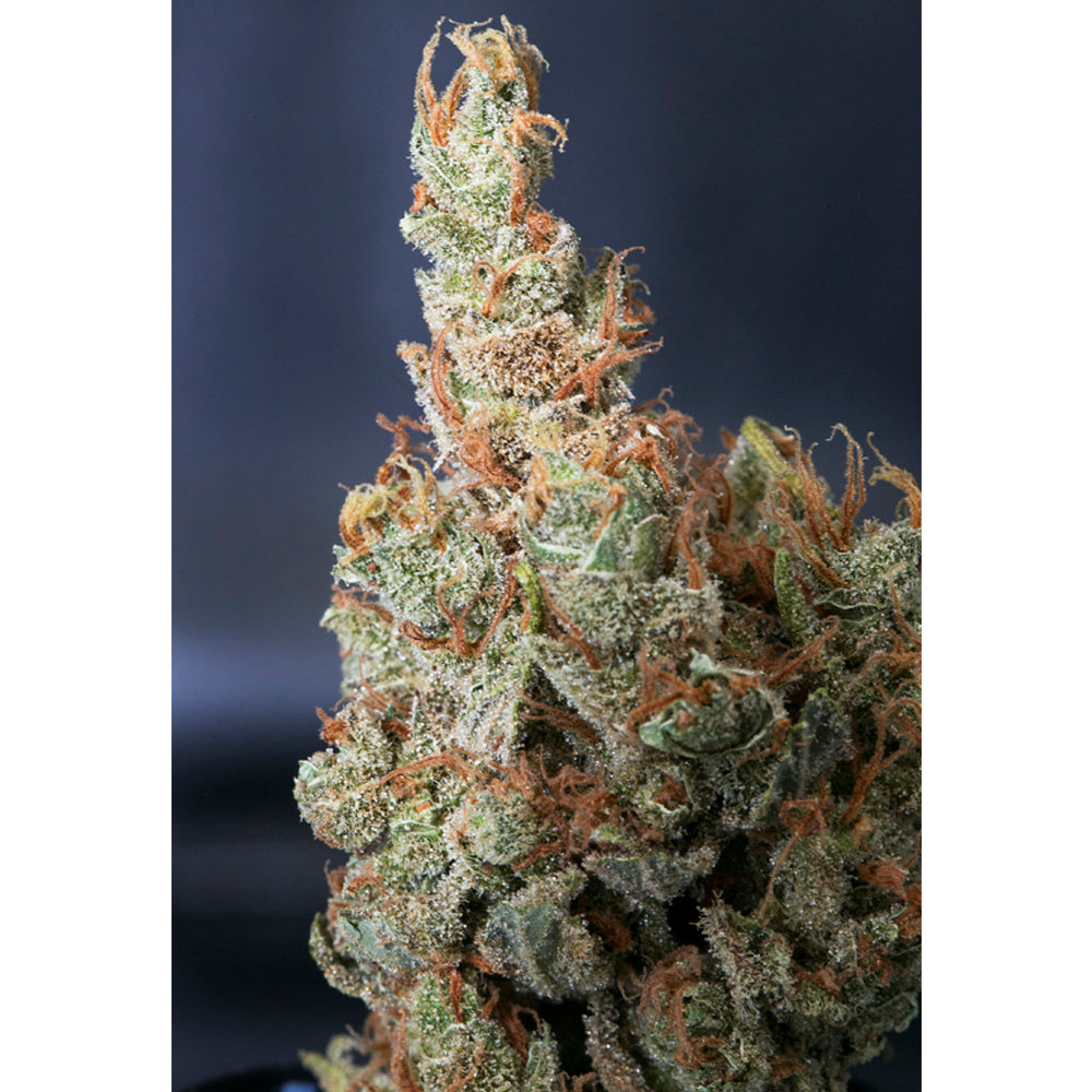 Superamnesia Haze
