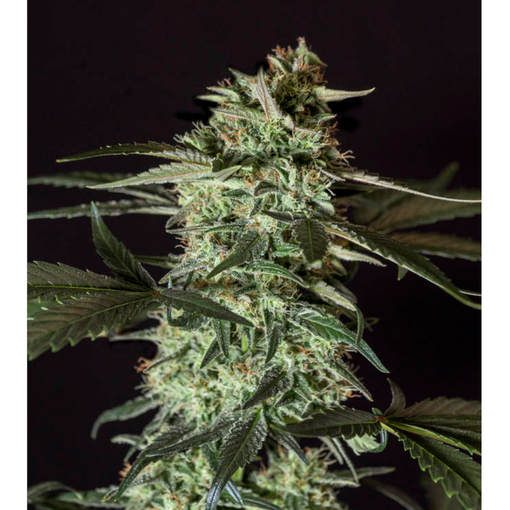 Medizinal CBD