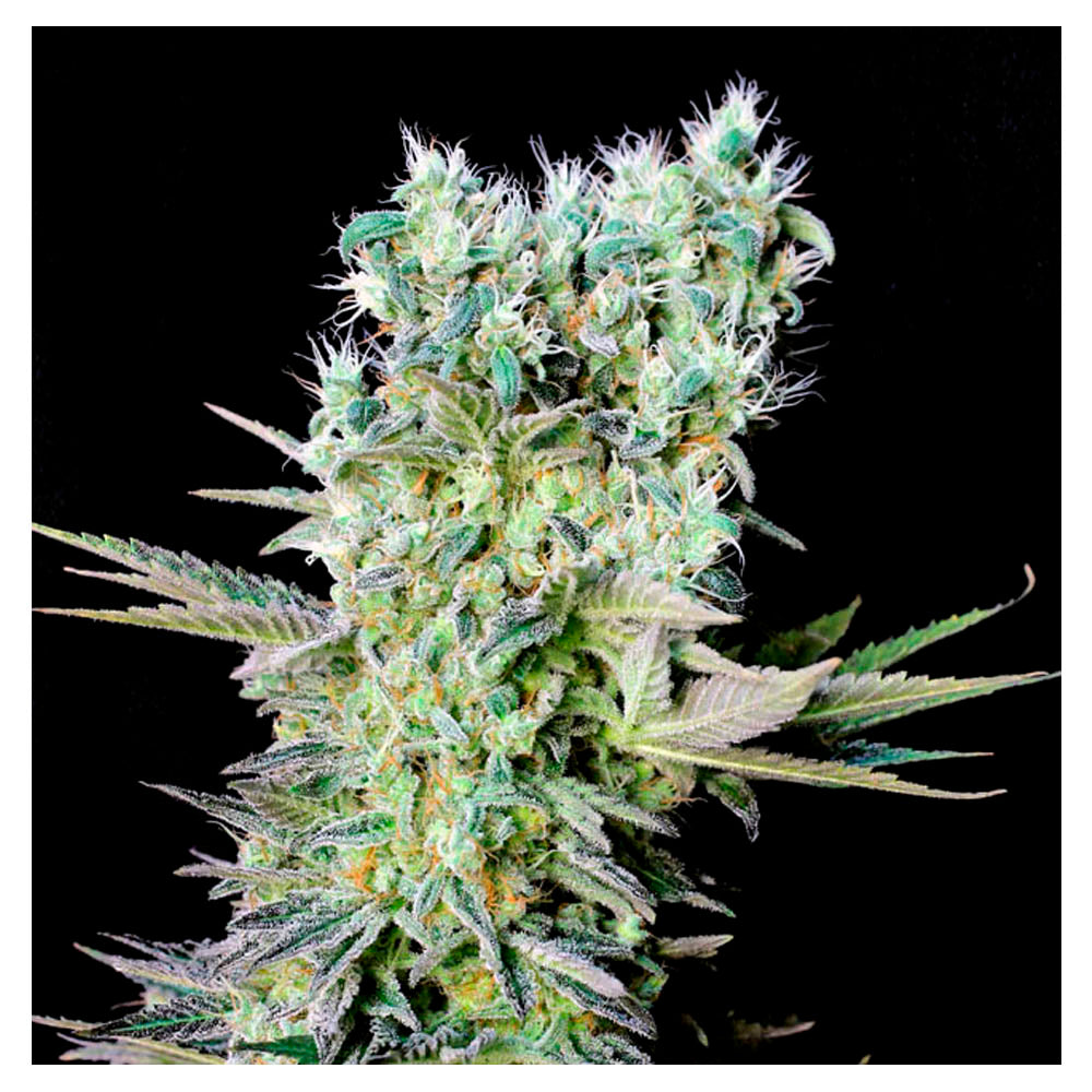 Northern Lights X