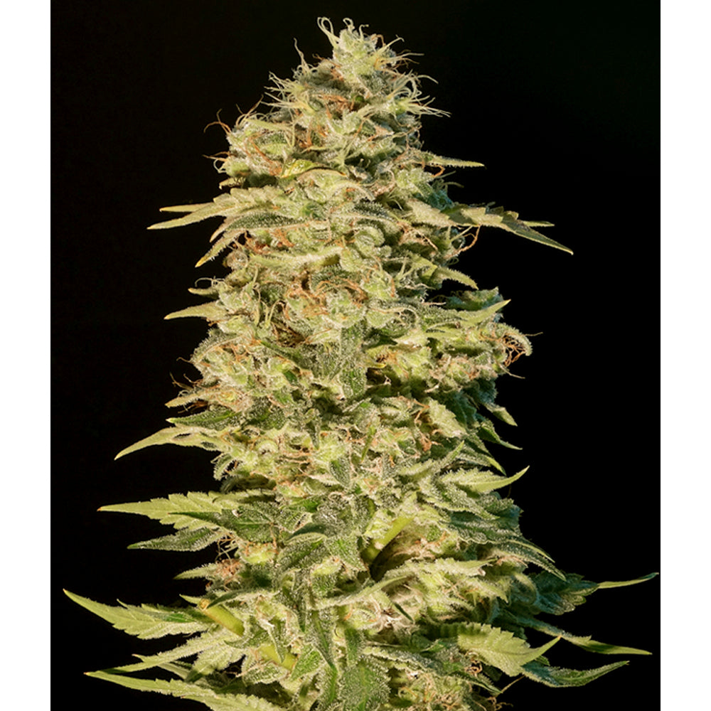 OG Lemon Bilbo