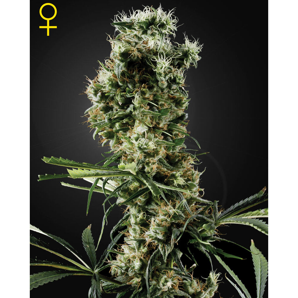 Arjan's Haze No-2