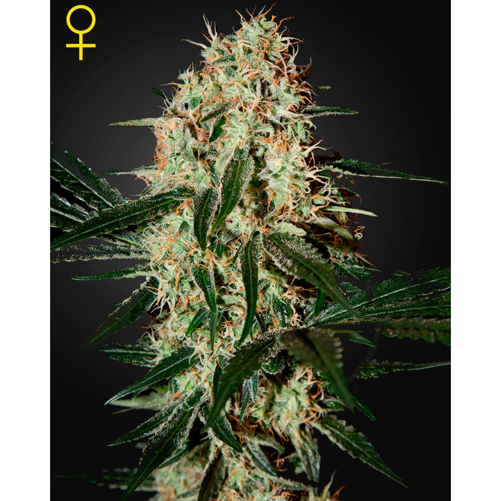 Arjan's Haze No-3