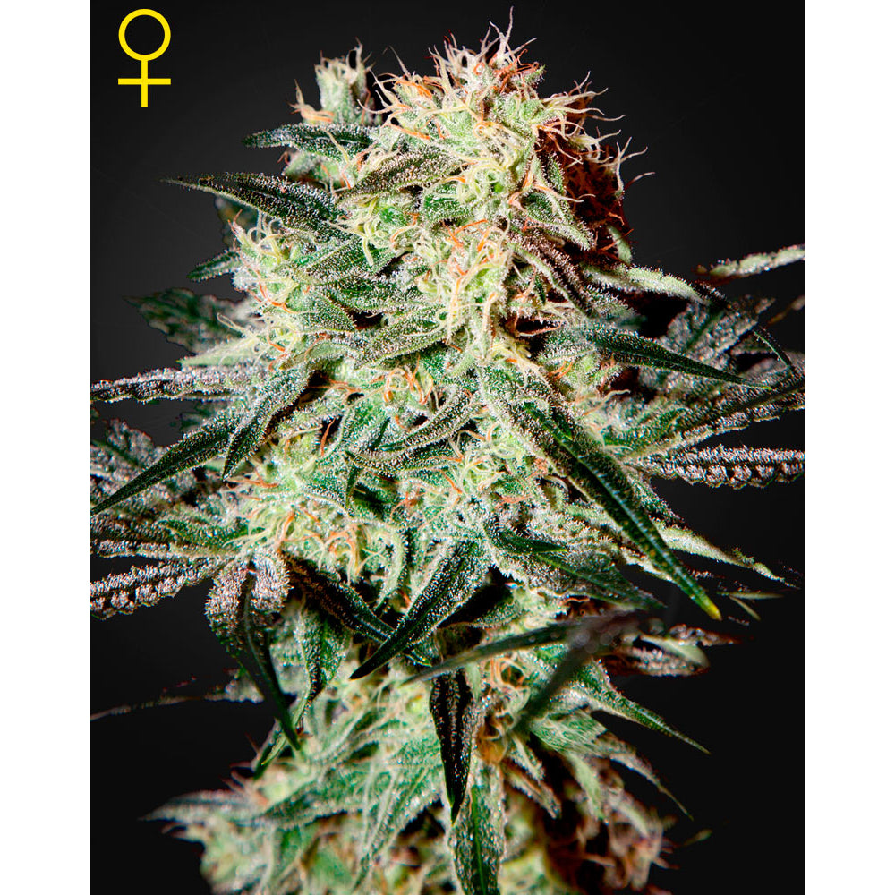 Arjan's Strawberry Haze