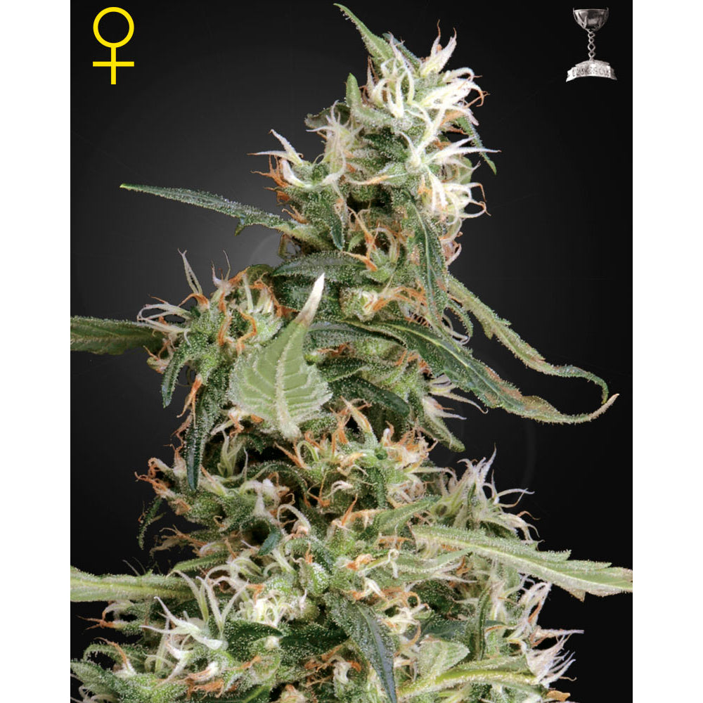 Arjan's Ultra Haze No-1
