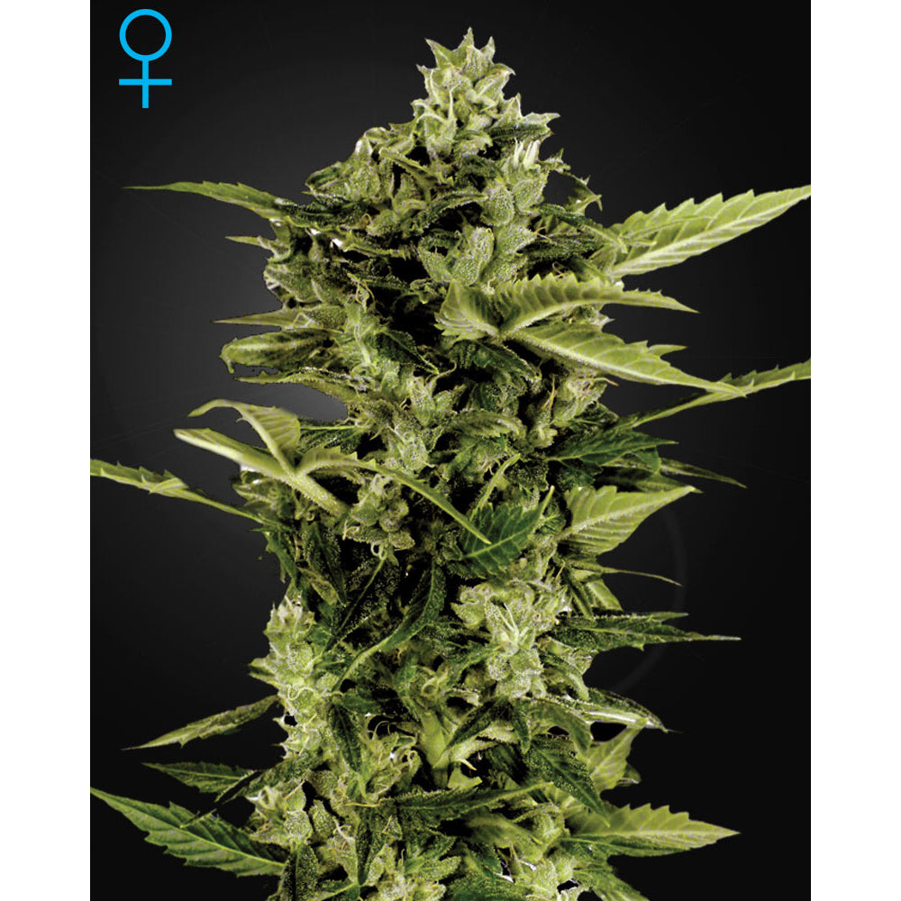 Auto Bomb