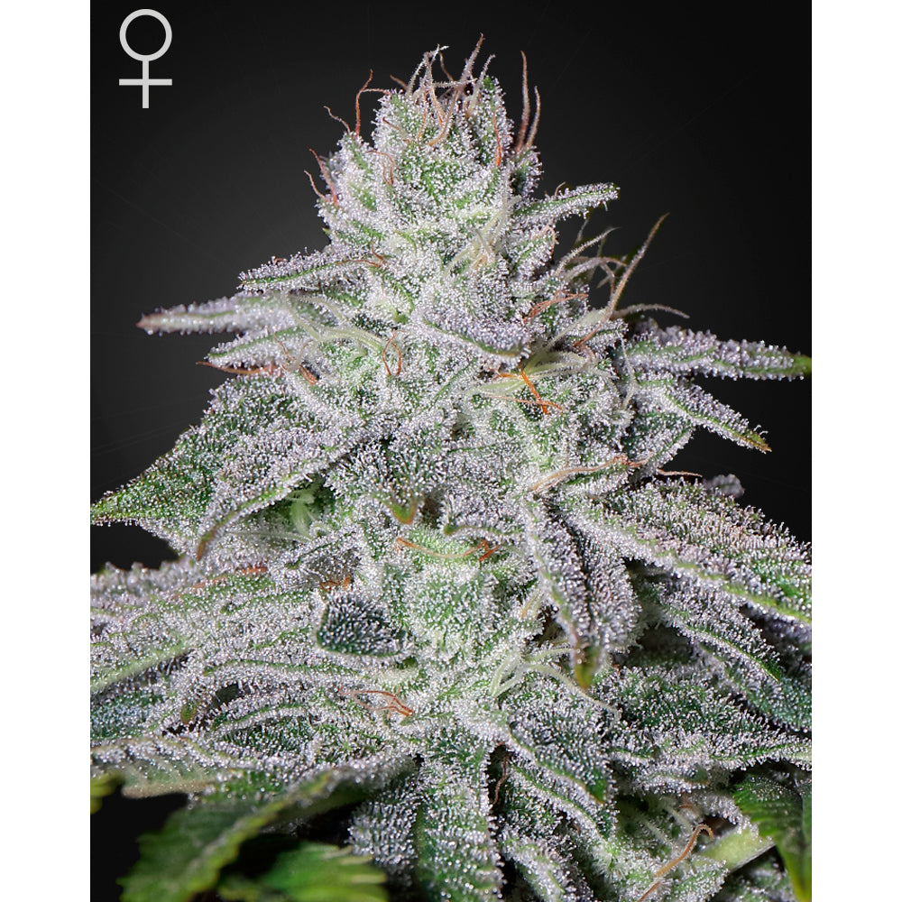 Franco´s Lemon Cheese