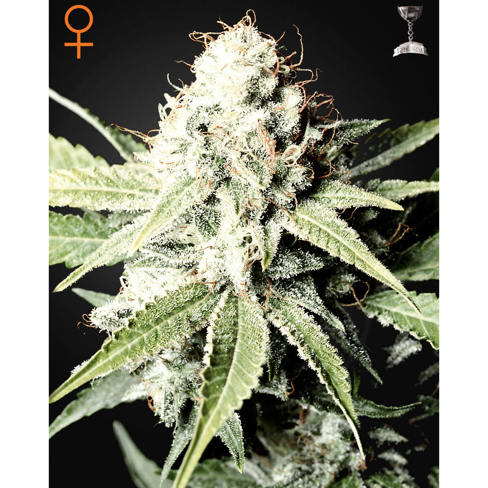 Great White Shark