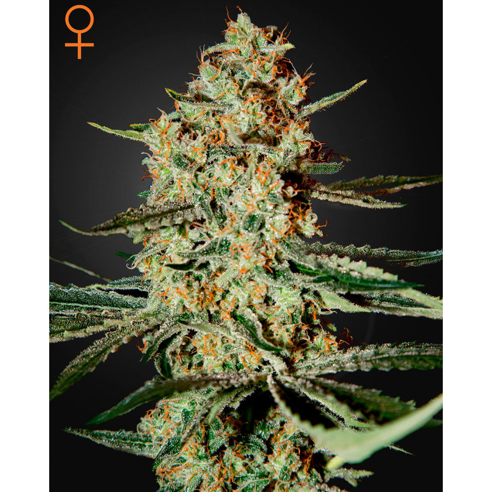 Himalaya Gold