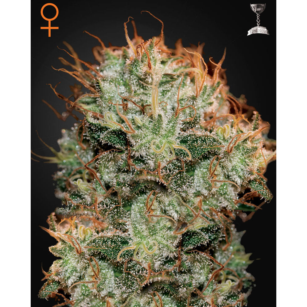 Kaia Kush