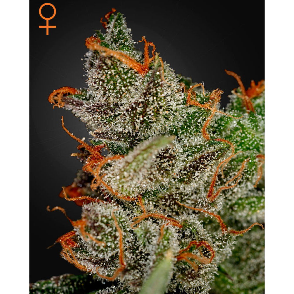 King's Kush