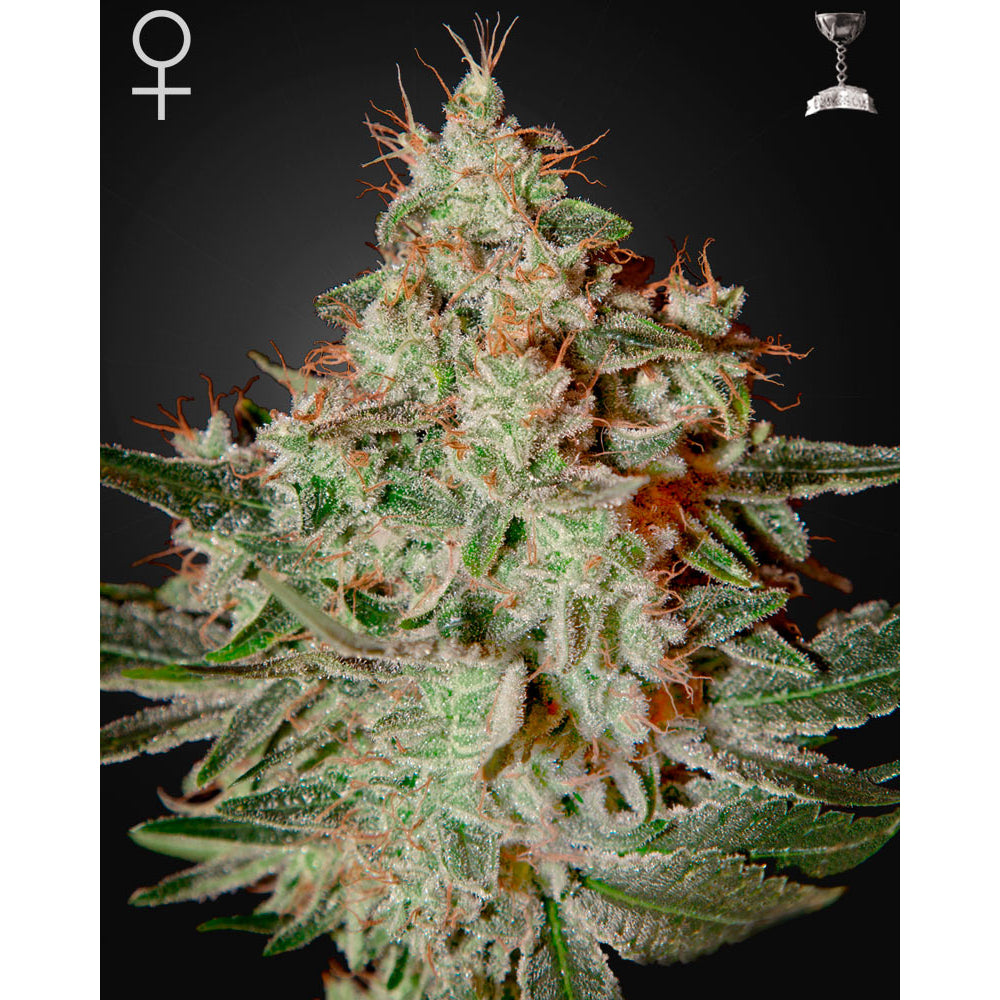 Lemon Skunk