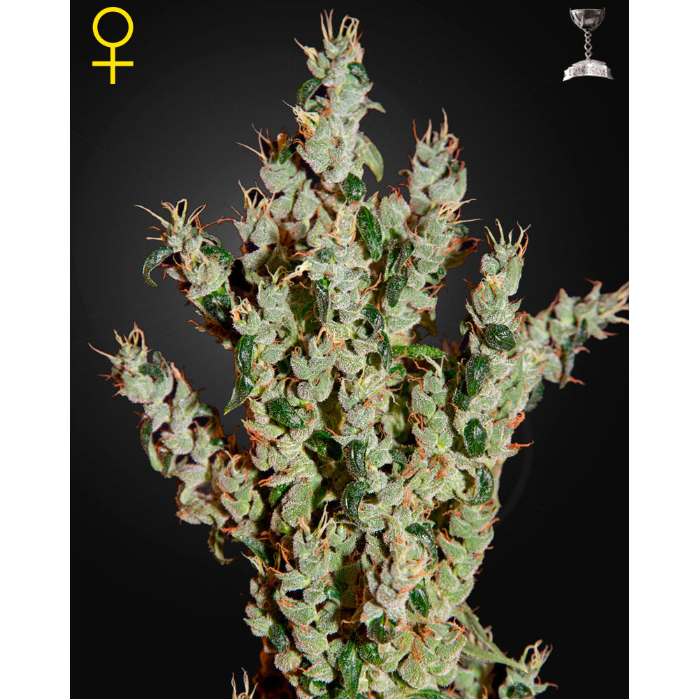NL5 Haze Mist