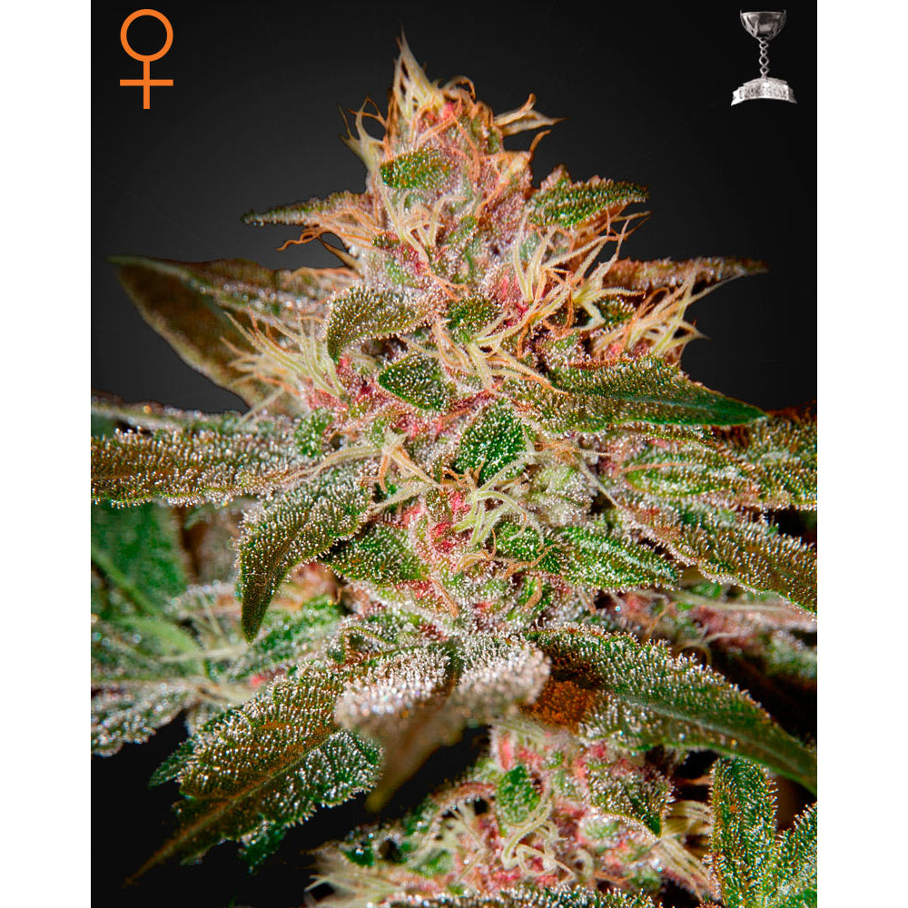 Pure Kush