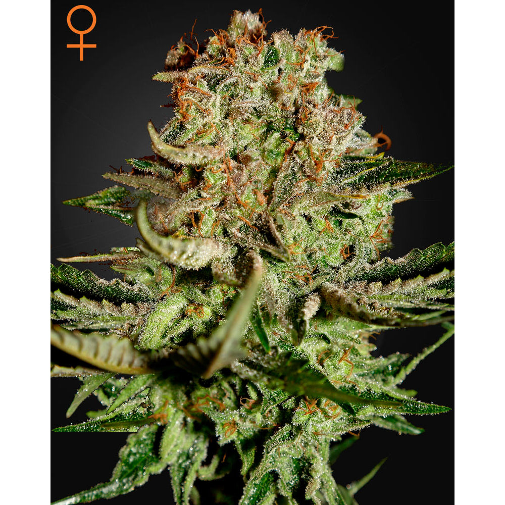 Super Bud
