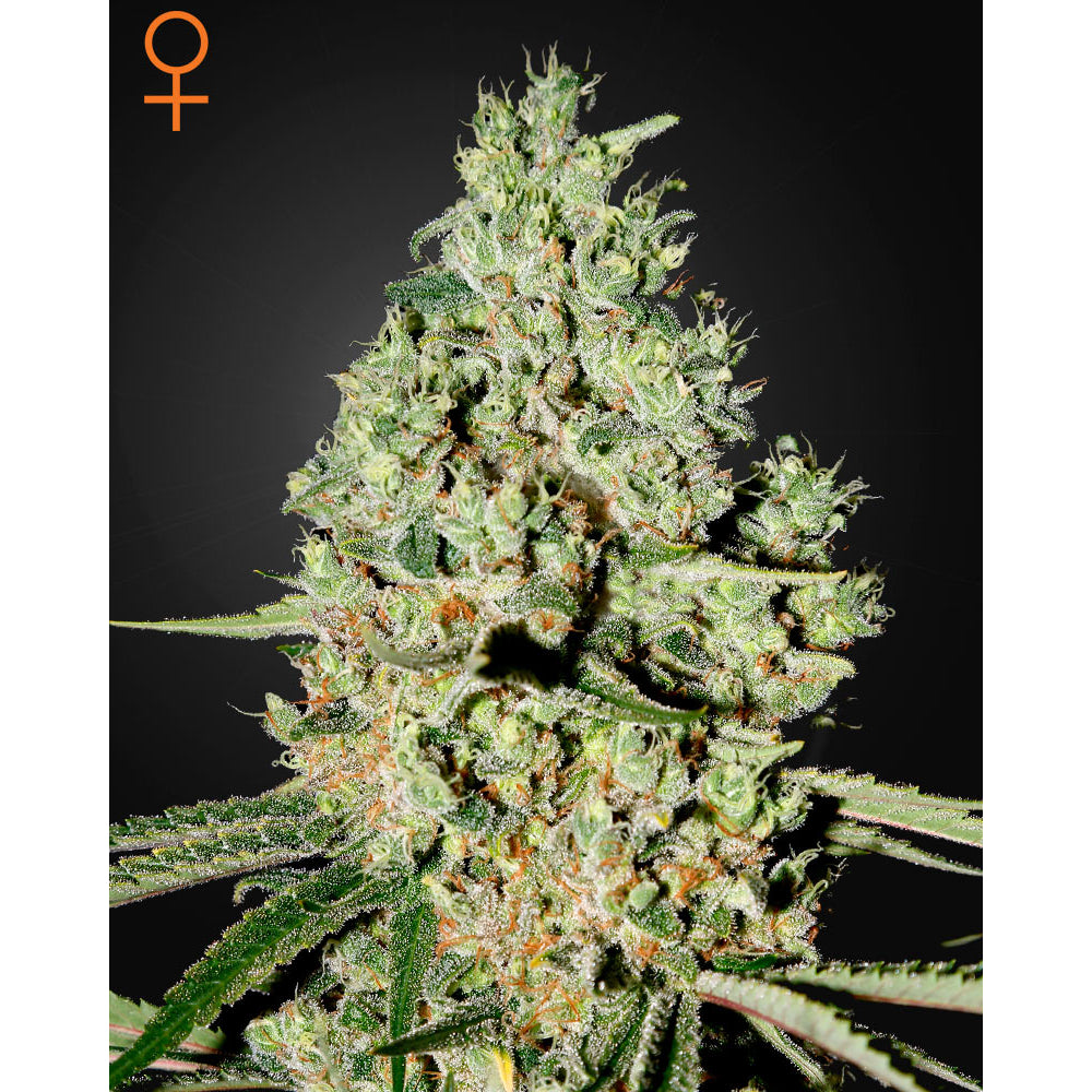 Super Critical