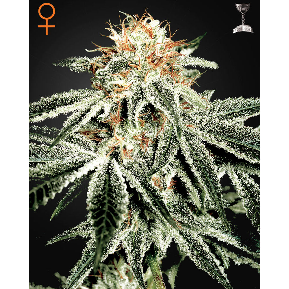 White Widow