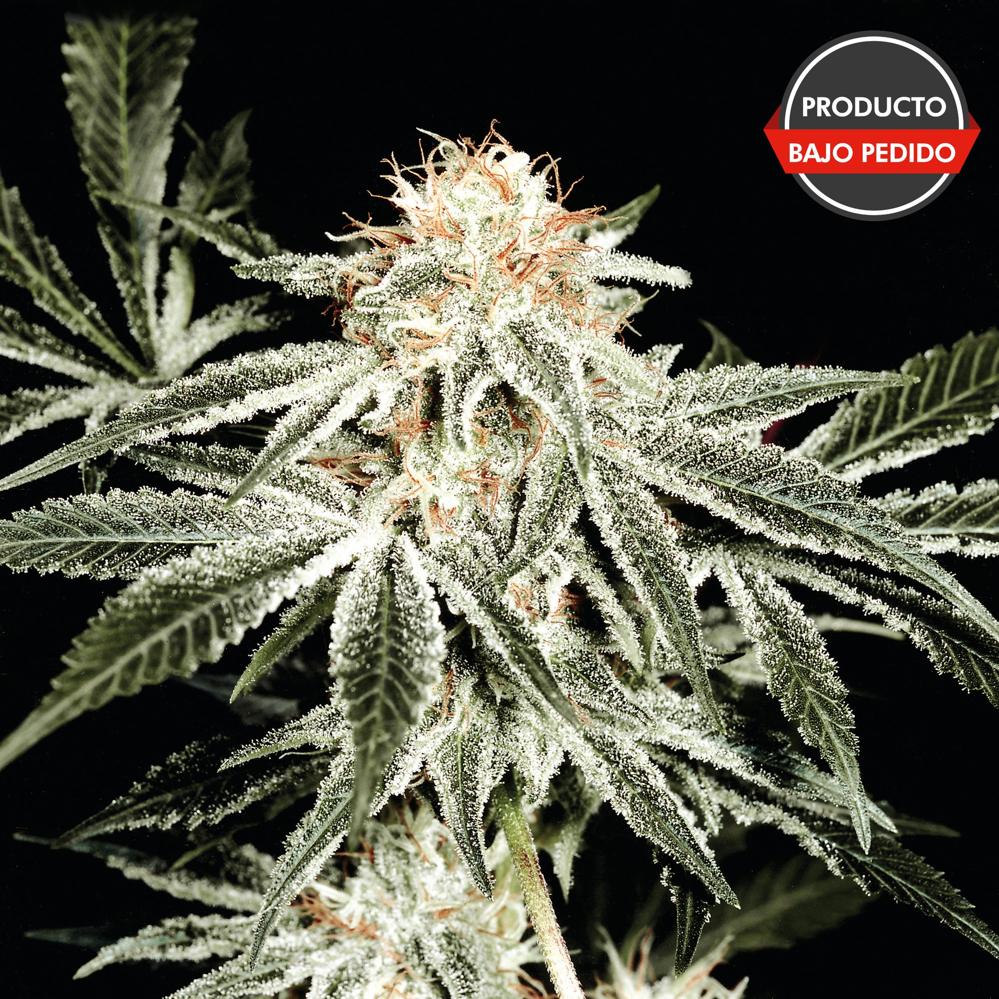 White Widow