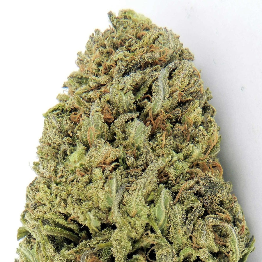 Fast & Vast Auto