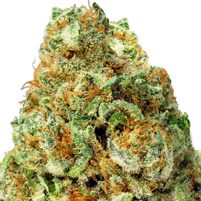 Turbo Bud Auto