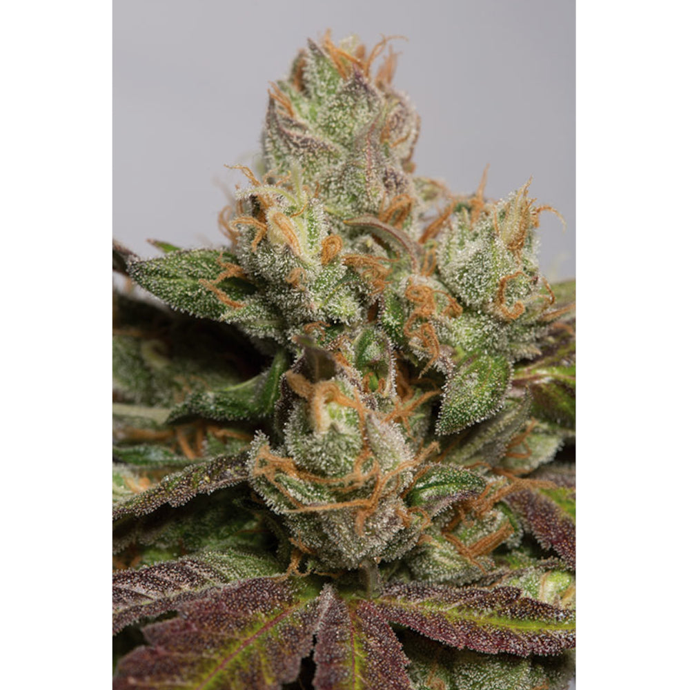707 Truthband By Emerald Mountain