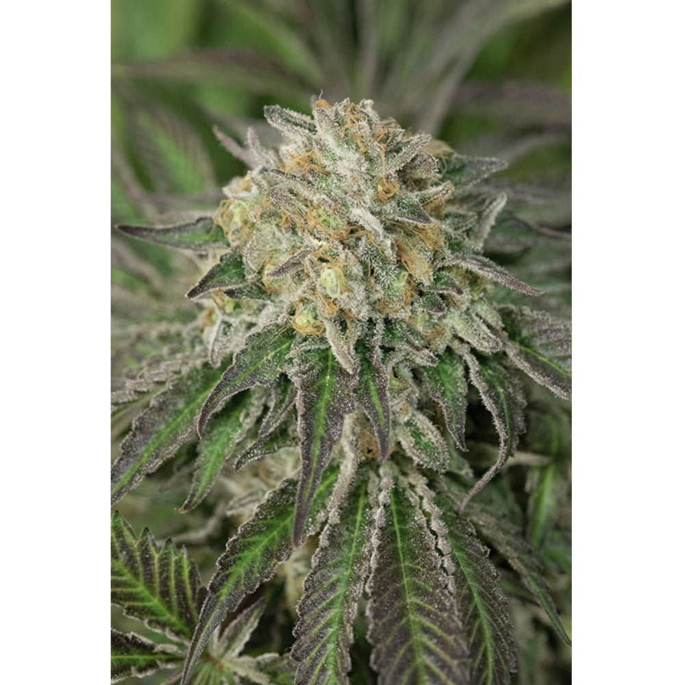 Amherst Sour Diesel