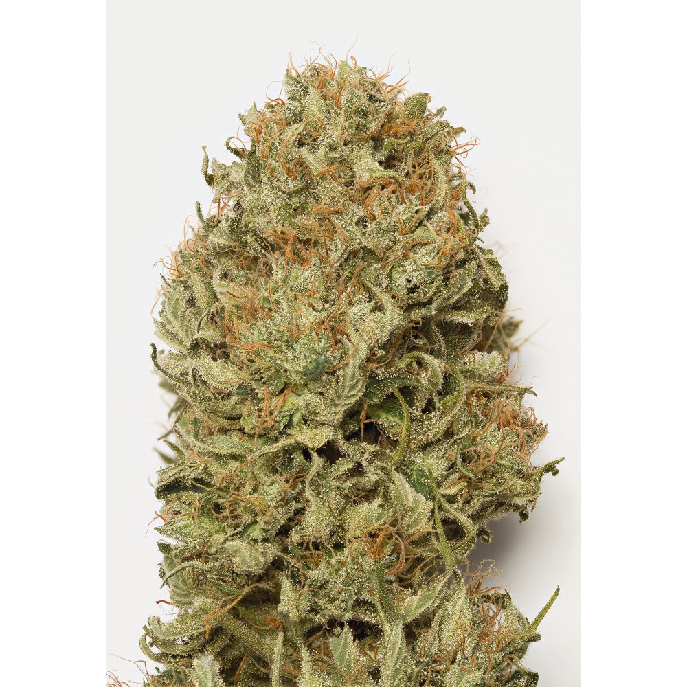 Blue Dream Auto