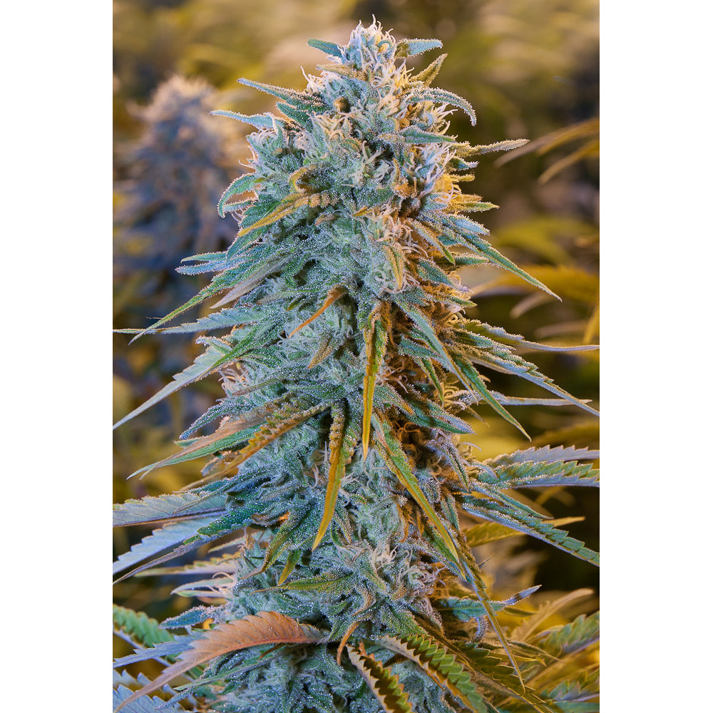 Blue Dream