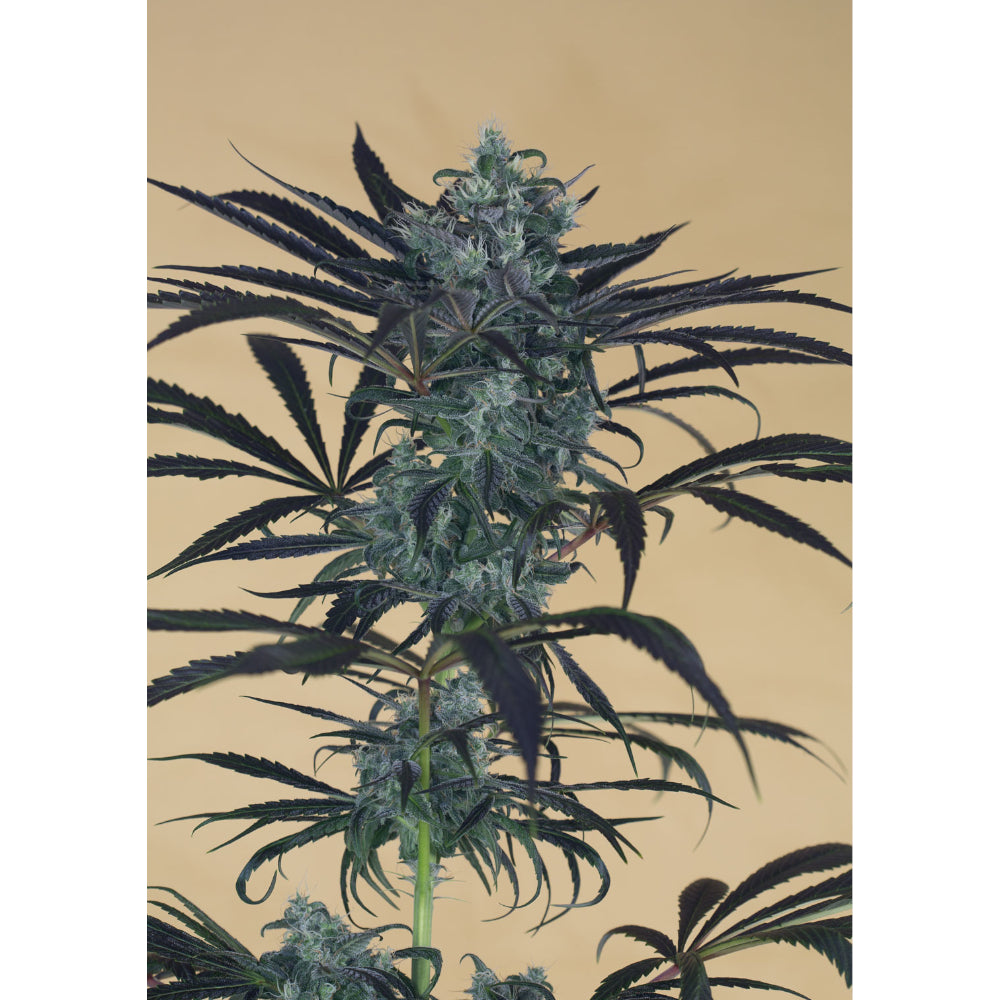 Blueberry Headband