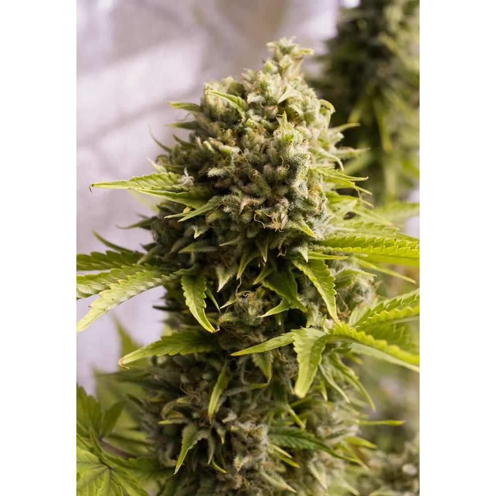 Bubba Cheese Auto