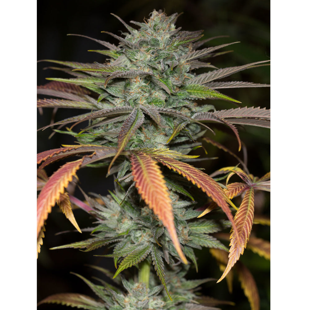 Bubba Kush 2.0