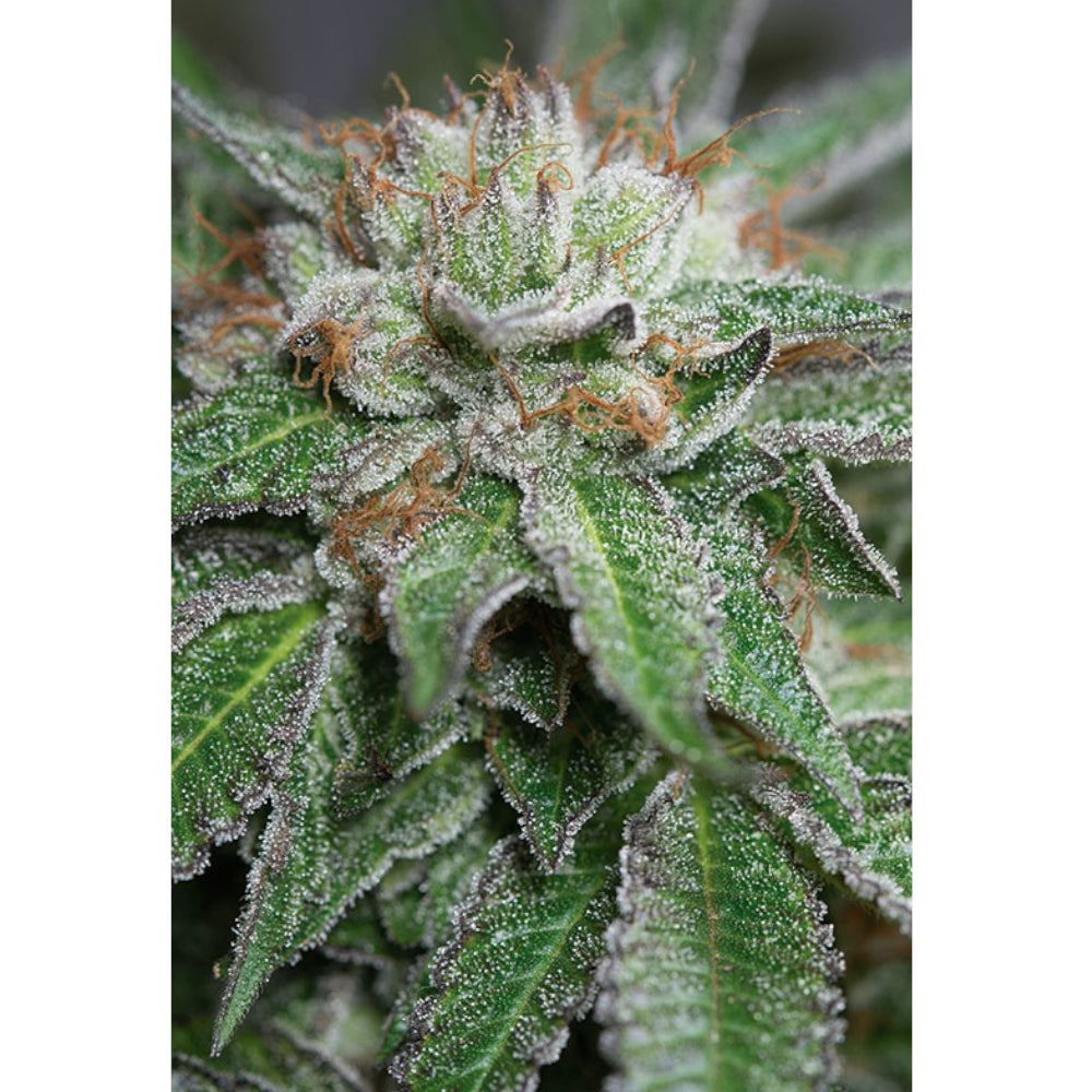 Bubba Kush