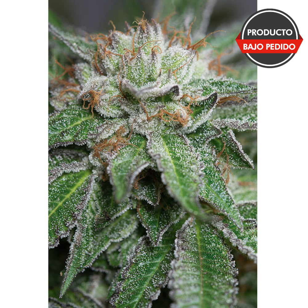 Bubba Kush Regular