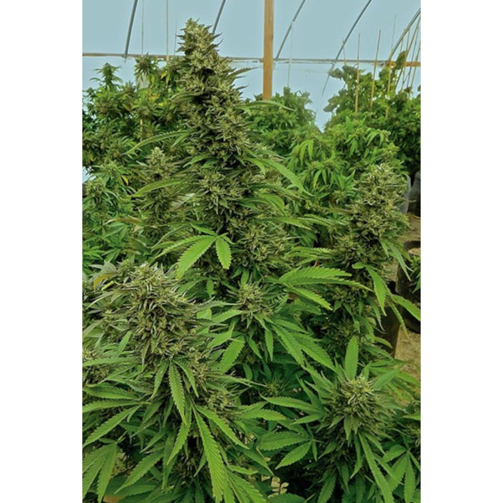 Chemdawg