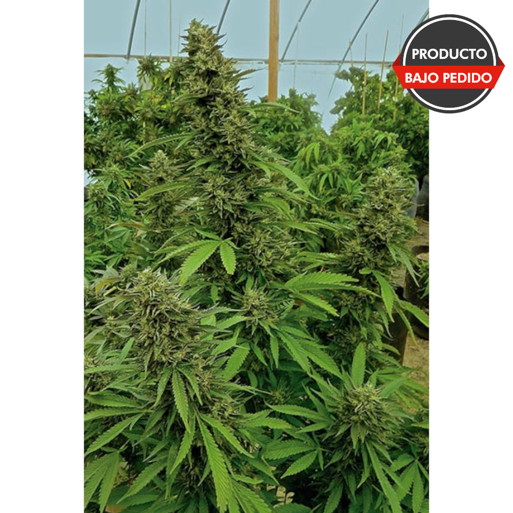 Chemdawg Regular