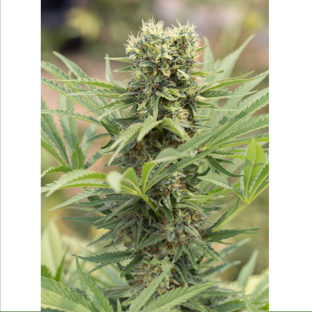 Dedoverde Haze