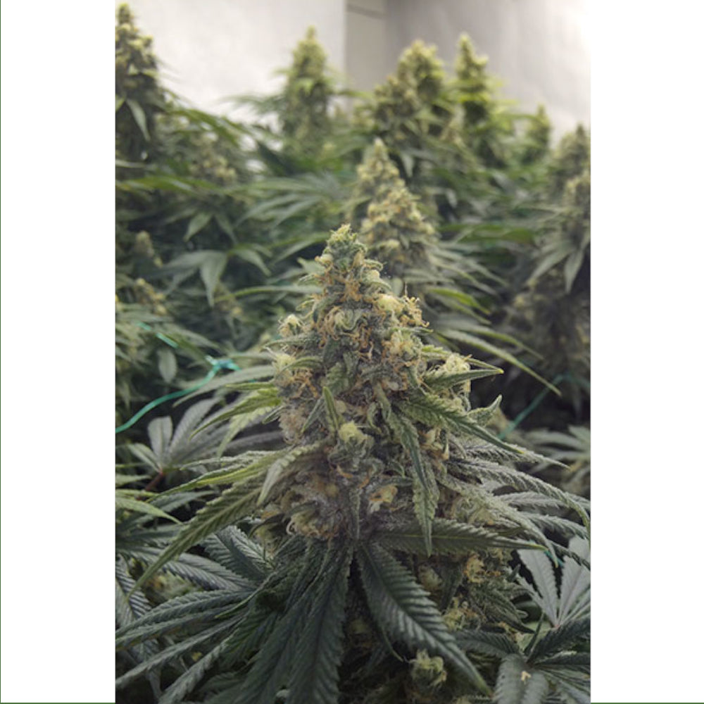Desert Diesel