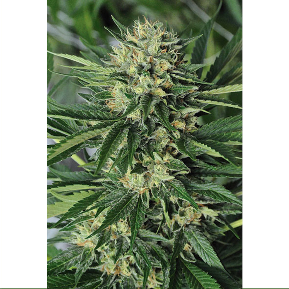 Dr Greenthumb's Em-Dog De B-Real