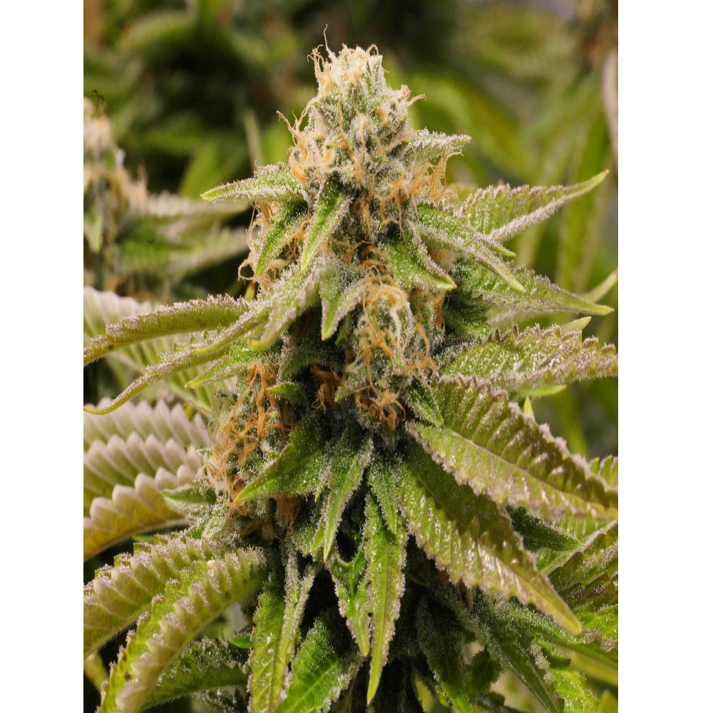 Gorilla Breath
