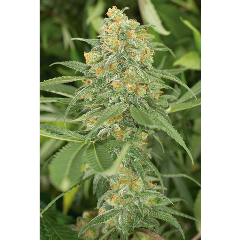 Green Crack